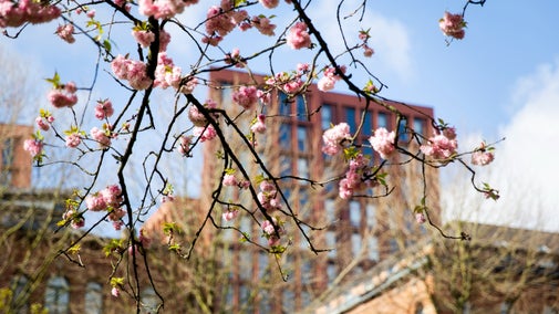 Urban blossom in Manchester